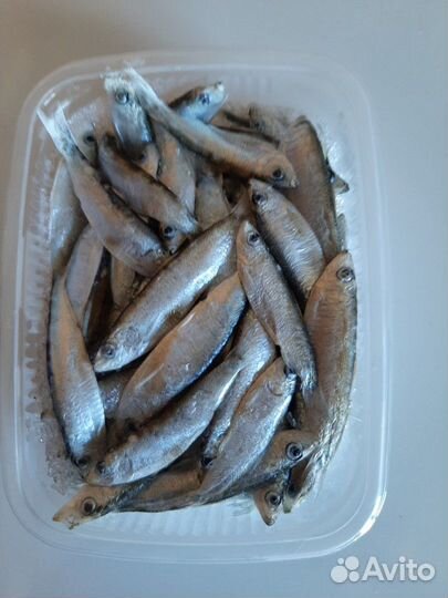 Мороженная тюлька для рыбалки