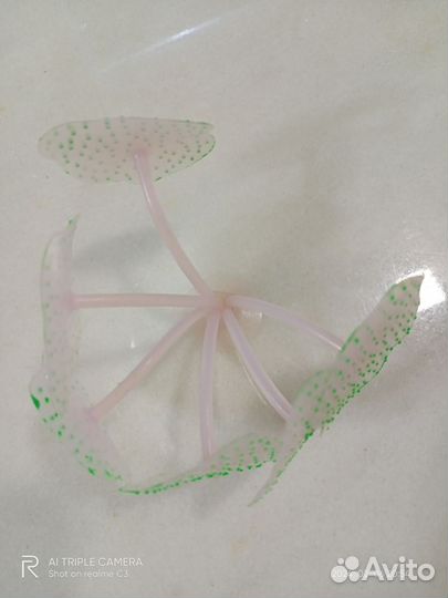 Водоросли для аквариума