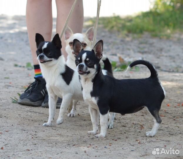 Подрощенная сука чихуахуа