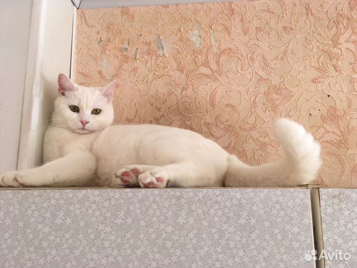 Кошка Белоснежка