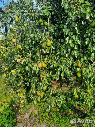 Яблоки и груши