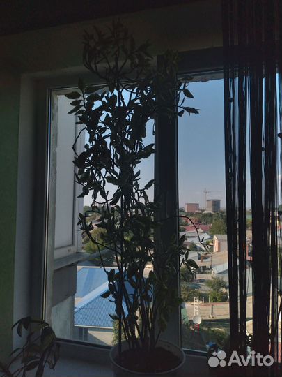 Комнатные растения