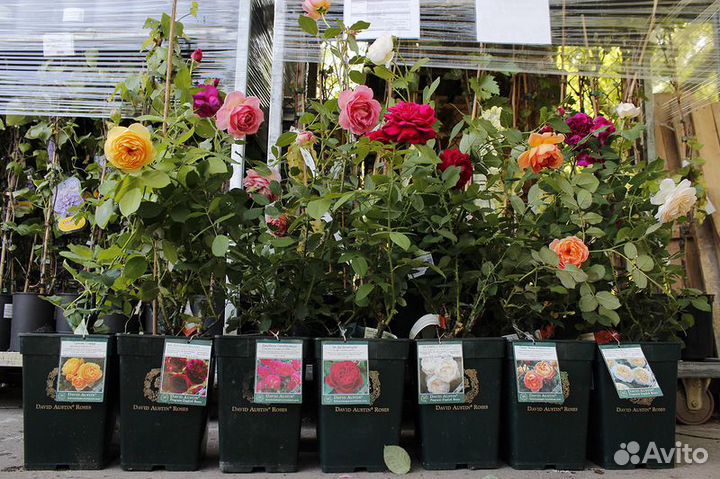 Английские розы