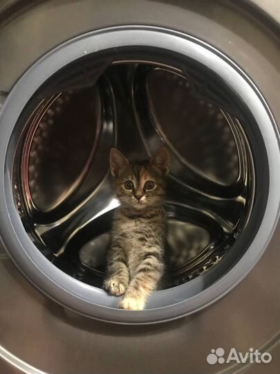 Кошки в добрые руки