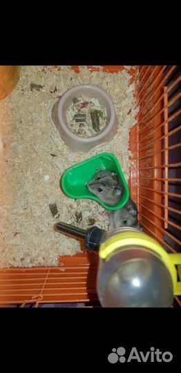 Продам 3-х французских серобрюхих хомячков