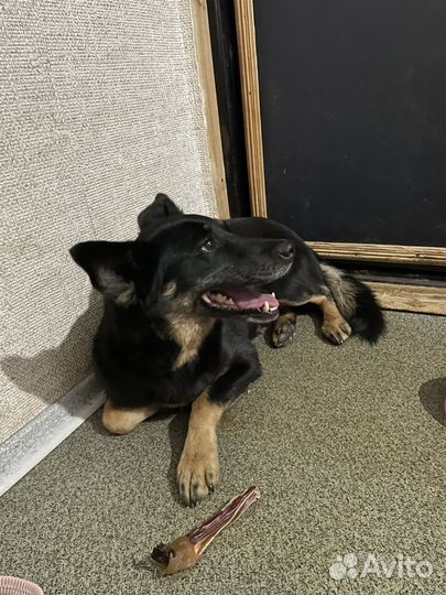 Маленькая собака