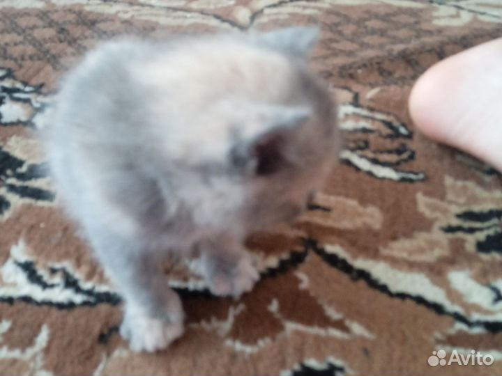 Возьмите его пожалуйста