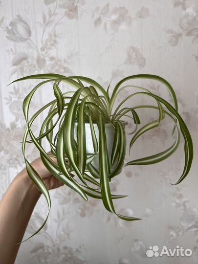 Хлорофитум кудрявый