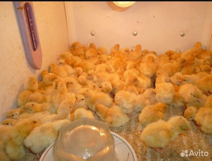 Перепела, цыплята, яйцо, мясо