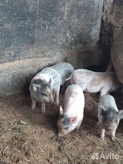 Вьетнамские поросята. Свиноматки