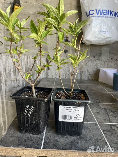 Гортензия Мохито