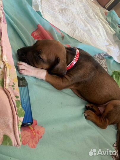 Щенки метисы Ам. Стаффордширский терьер и Доберман