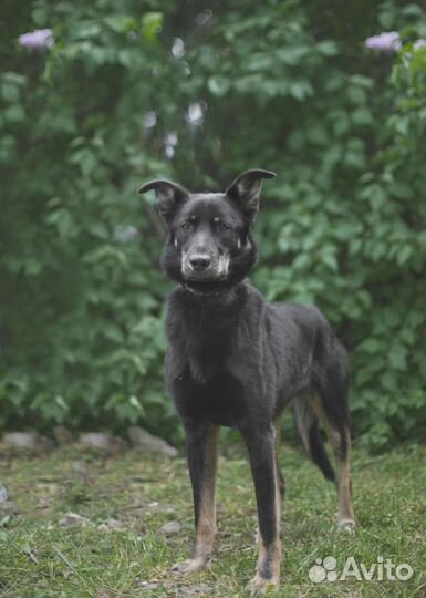Черри ищет дом, собака в добрые руки
