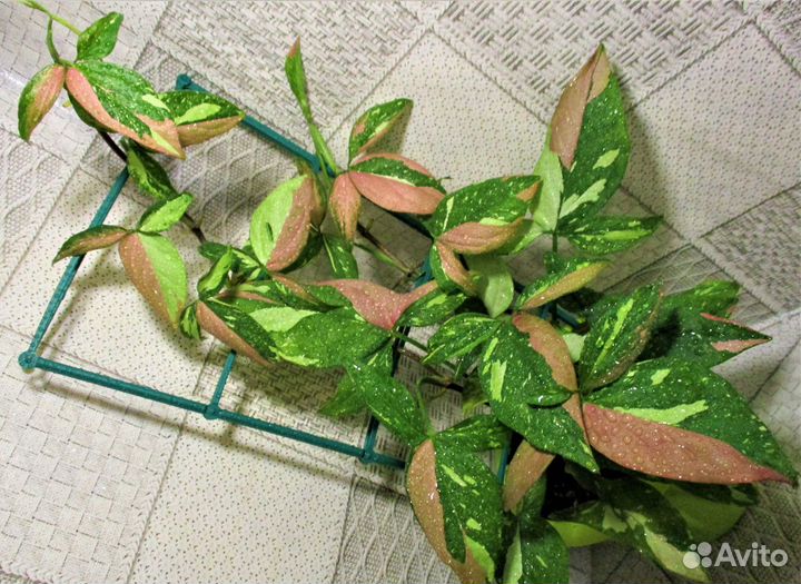 Филы,Синги,Монстеры,Эпипремнумы-ароидные, триколор