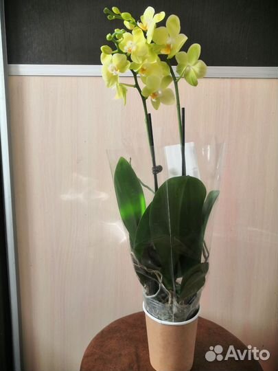 Орхидея фаленопсис