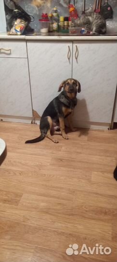 Собаки бесплатно