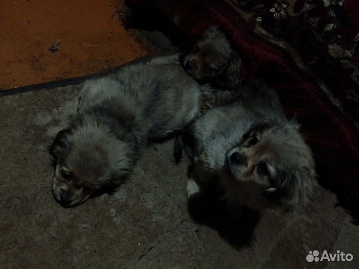 Щенки пекинеса