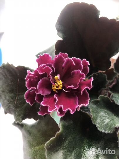 Фиалка цветущая в горшке