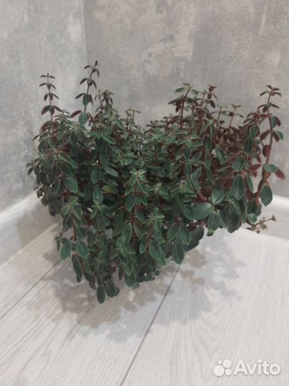 Пеперомия рубелла