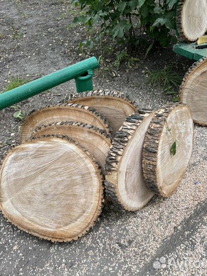 Спилы Ясеня большие и малые