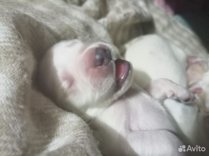 Щенки английского коккер спаниеля