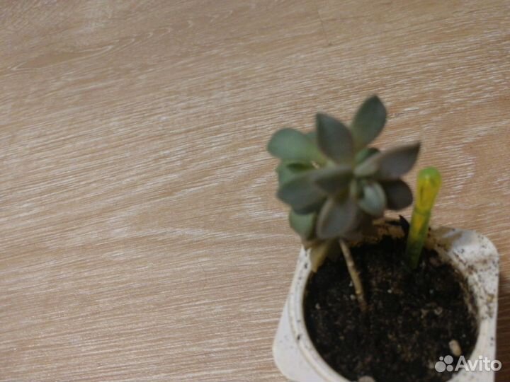 Суккуленты (разные виды)