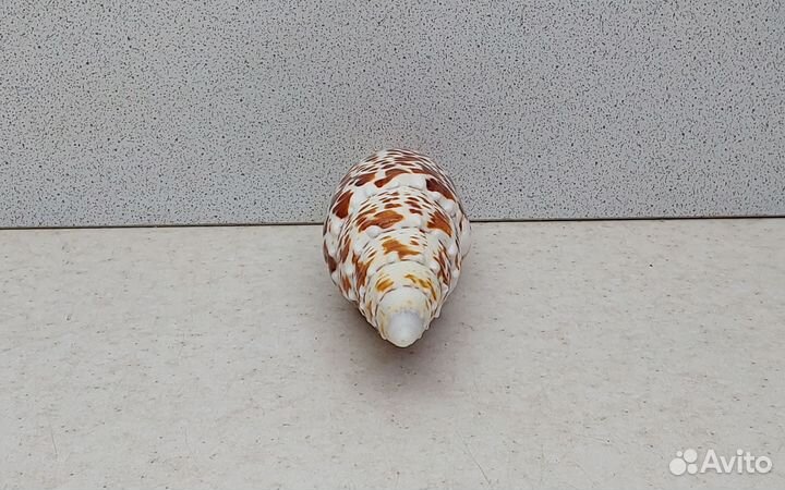 Митра Папалис 12,0 морская ракушка раковина