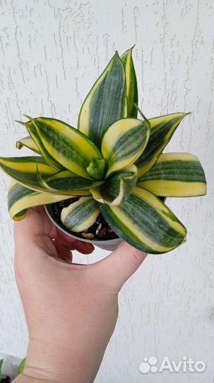 Сансевиерия комнатные растения цветы