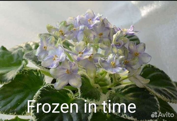 Детки сортовых фиалок