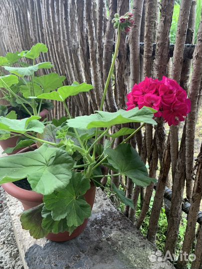 Пеларгония герань розебудная