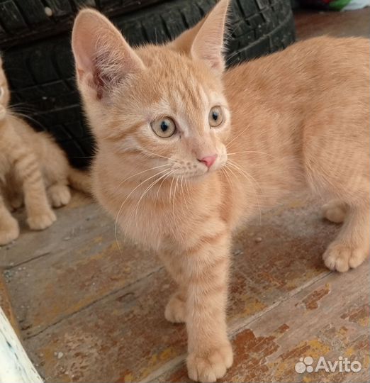 Котята в добрые руки мальчики