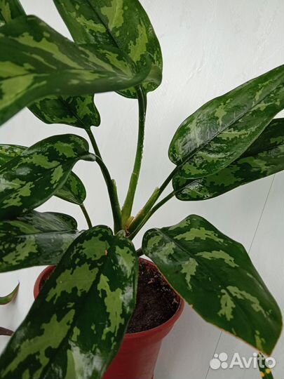 Аглаонема,Мария
