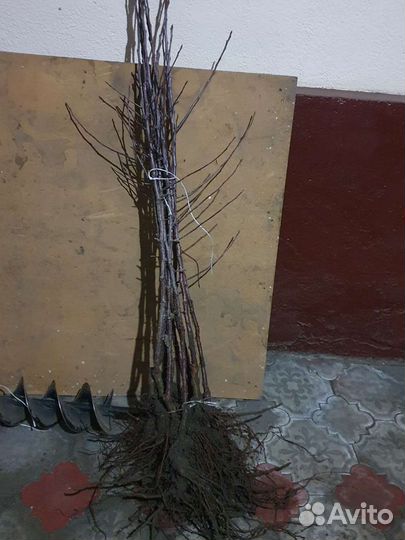 Саженцы яблони сорт Ambrosia(Амброзия)