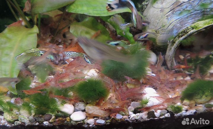 Креветки-вишня