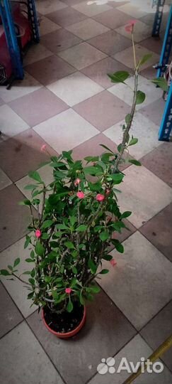 Комнатные растения Молочай