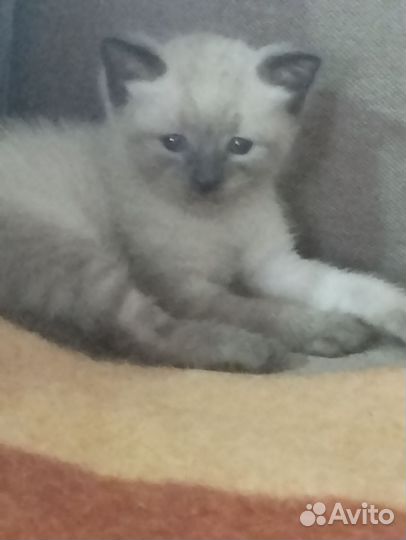 Кошка в дар бесплатно
