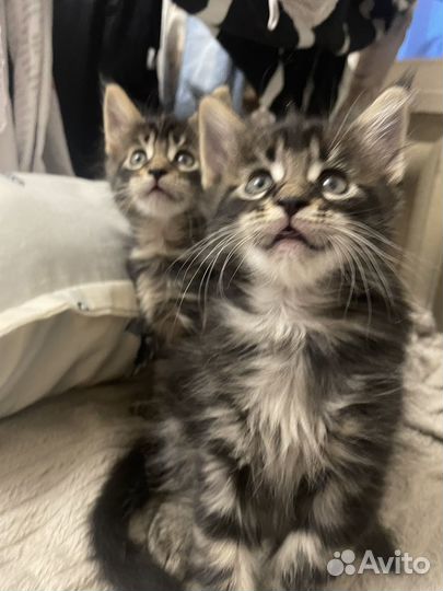 Котята мейкун