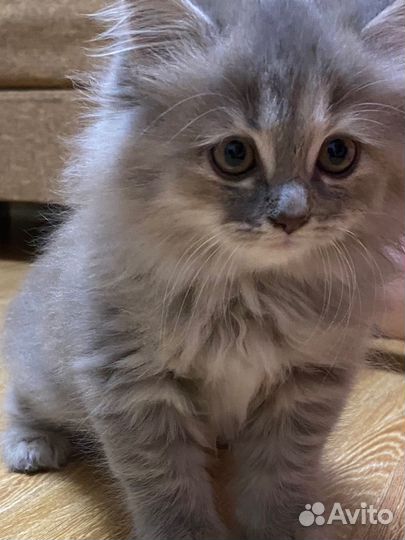 Сибирские котята