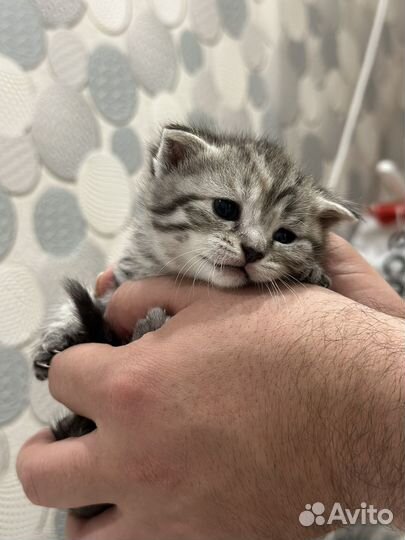Котята все забронированы