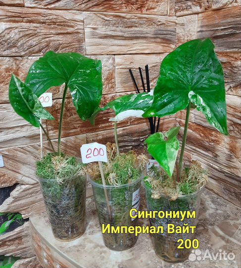 Сингониумы разные