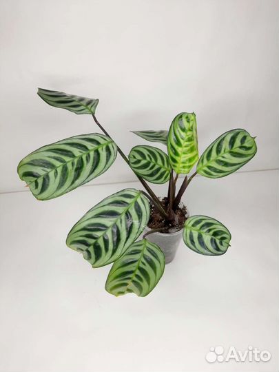 Ктенанта бурле макс