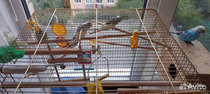 Попугаи с клеткой. Семейная пара