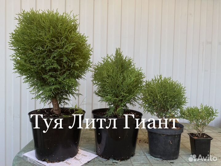Туя Литл Гиант 25-30 см контейнер С3