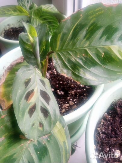 Маранты 9-10 сортов в наборе