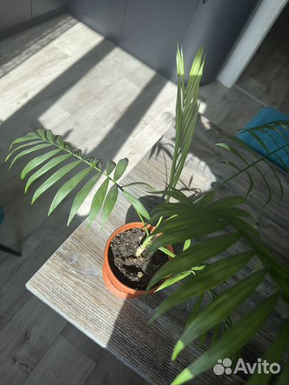 Пальма хамедорея