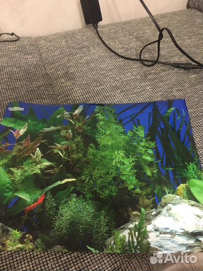 Аквариум