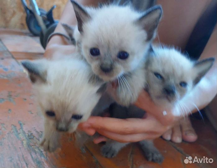 Котята в добрые руки бесплатно