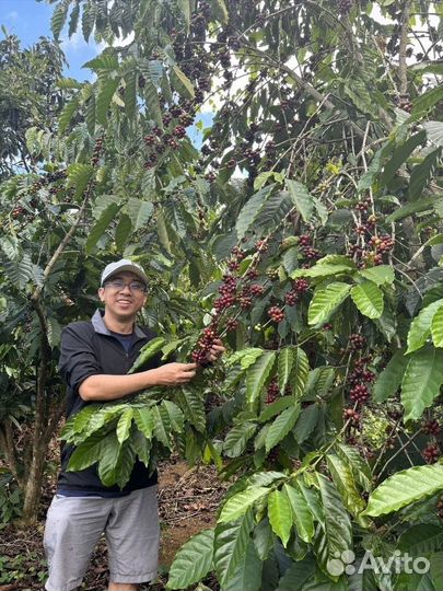 Вьетнамский кофе оптом