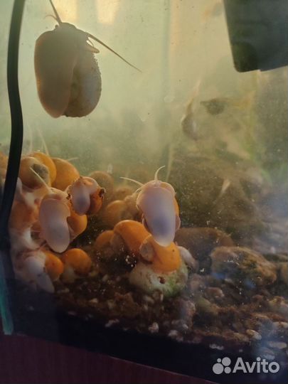 Улитки ампулярии