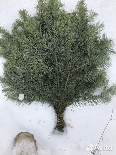 Пихтовые веники